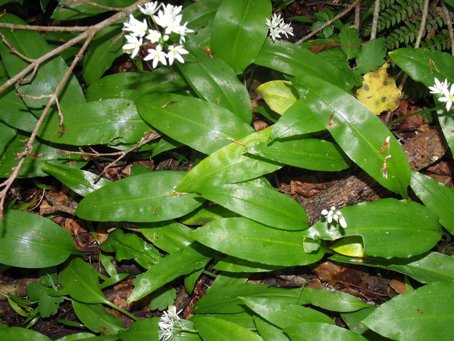 Allium ursinum